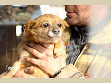 CORANA, Hund, Mischlingshund in Rumänien - Bild 3
