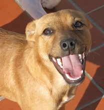 BETH, Hund, Mischlingshund in Spanien - Bild 4