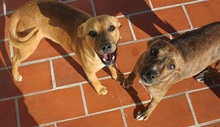 BETH, Hund, Mischlingshund in Spanien - Bild 5