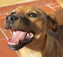 BETH, Hund, Mischlingshund in Spanien - Bild 6