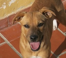 BETH, Hund, Mischlingshund in Spanien - Bild 7