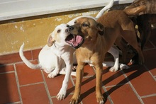 BETH, Hund, Mischlingshund in Spanien - Bild 8