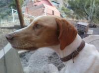 LUCI, Hund, Pointer-Mix in Spanien - Bild 2