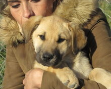 KENNEDY, Hund, Labrador-Mix in Spanien - Bild 5