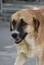GRETEL, Hund, Herdenschutzhund in Spanien - Bild 1