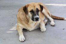GRETEL, Hund, Herdenschutzhund in Spanien - Bild 10