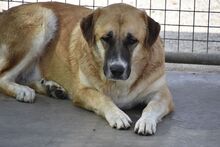 GRETEL, Hund, Herdenschutzhund in Spanien - Bild 11