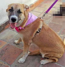 GRETEL, Hund, Herdenschutzhund in Spanien - Bild 13