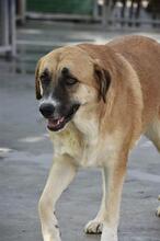 GRETEL, Hund, Herdenschutzhund in Spanien - Bild 2