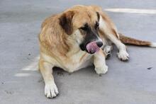 GRETEL, Hund, Herdenschutzhund in Spanien - Bild 4
