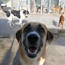 GRETEL, Hund, Herdenschutzhund in Spanien - Bild 5