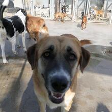 GRETEL, Hund, Herdenschutzhund in Spanien - Bild 6