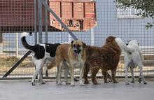 GRETEL, Hund, Herdenschutzhund in Spanien - Bild 8