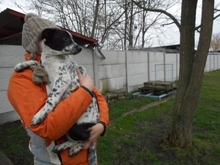 ILVY, Hund, Mischlingshund in Ungarn - Bild 2
