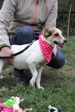 KARLA, Hund, Foxterrier-Mix in Ungarn - Bild 9