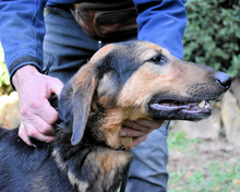 MIGUEL, Hund, Mischlingshund in Italien - Bild 5
