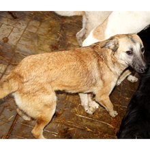 QUINNIE, Hund, Mischlingshund in Rumänien - Bild 1