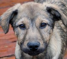 BRAD, Hund, Mischlingshund in Rumänien - Bild 1