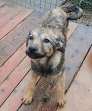 BRAD, Hund, Mischlingshund in Rumänien - Bild 2