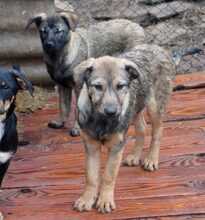 BRAD, Hund, Mischlingshund in Rumänien - Bild 3