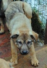 BRAD, Hund, Mischlingshund in Rumänien - Bild 5