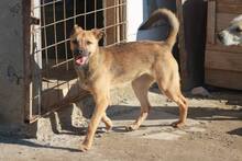 MIRUNA, Hund, Mischlingshund in Rumänien - Bild 1
