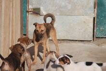 MIRUNA, Hund, Mischlingshund in Rumänien - Bild 2