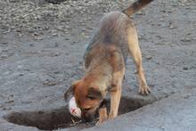 MIRUNA, Hund, Mischlingshund in Rumänien - Bild 3