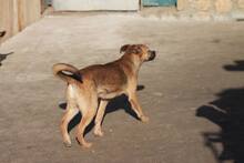 MIRUNA, Hund, Mischlingshund in Rumänien - Bild 4