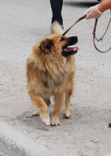 MAX, Hund, Mischlingshund in Dortmund - Bild 5