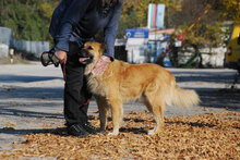 MAX, Hund, Mischlingshund in Dortmund - Bild 8