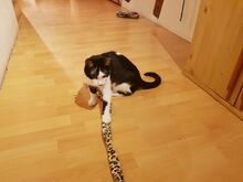 CHARLIE, Katze, Hauskatze in Kißlegg - Bild 25