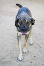MIRO, Hund, Mischlingshund in Buchholz - Bild 3