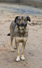 MIRO, Hund, Mischlingshund in Buchholz - Bild 4