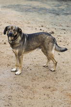 MIRO, Hund, Mischlingshund in Buchholz - Bild 5