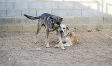 MIRO, Hund, Mischlingshund in Buchholz - Bild 6