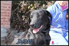 DEMI, Hund, Mischlingshund in Spanien - Bild 1