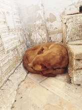 SULTAN, Hund, Podenco in Brechen - Bild 10