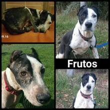 FRUTOS, Hund, Mischlingshund in Spanien - Bild 1