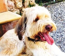 OSKAR, Hund, Golden Retriever-Mix in Spanien - Bild 1