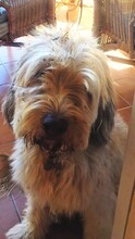 OSKAR, Hund, Golden Retriever-Mix in Spanien - Bild 7