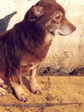 SANTOS, Hund, Mischlingshund in Rumänien - Bild 2