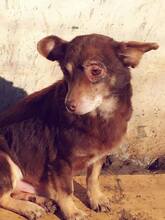 SANTOS, Hund, Mischlingshund in Rumänien - Bild 3