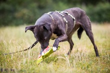 DORI, Hund, Mischlingshund in Südharz - Bild 10