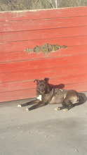 DORI, Hund, Mischlingshund in Südharz - Bild 11