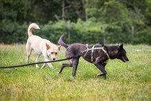 DORI, Hund, Mischlingshund in Südharz - Bild 12