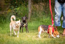DORI, Hund, Mischlingshund in Südharz - Bild 13