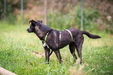 DORI, Hund, Mischlingshund in Südharz - Bild 17