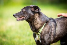 DORI, Hund, Mischlingshund in Südharz - Bild 3
