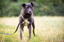 DORI, Hund, Mischlingshund in Südharz - Bild 4